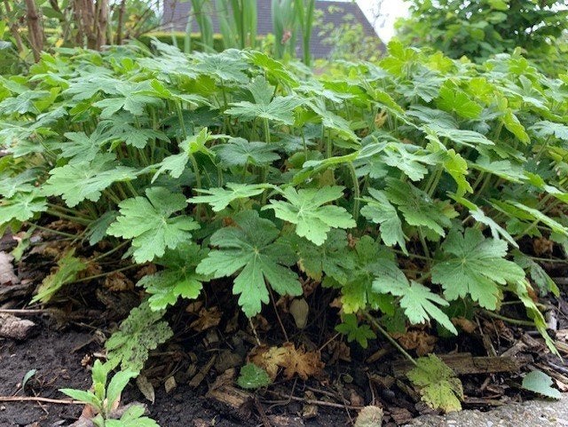 tuingeranium plantjes, Ophalen, Lente
