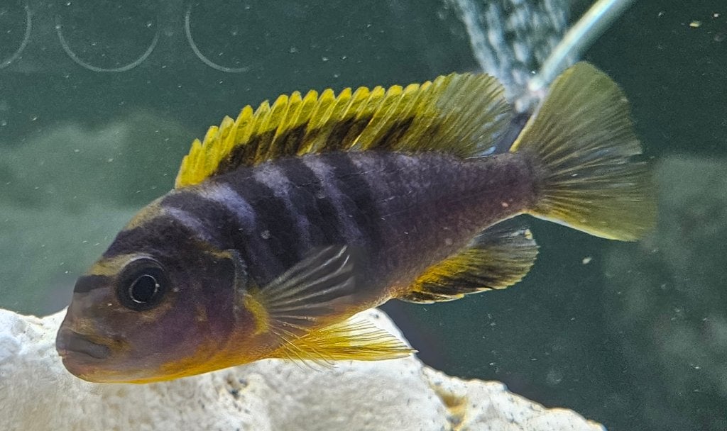 Cichlidés Labidochromis hongi Malawi, Poisson, Poisson d'eau douce