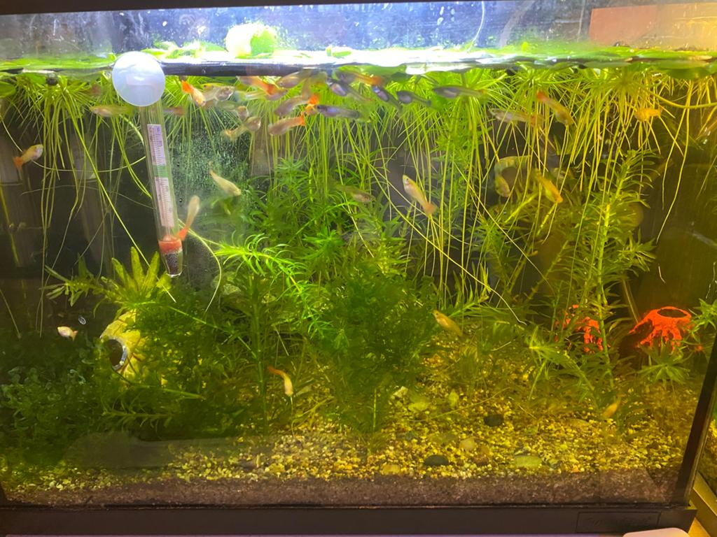 De beaux guppys sains à vendre, Animaux & Accessoires, Enlèvement, Comme neuf