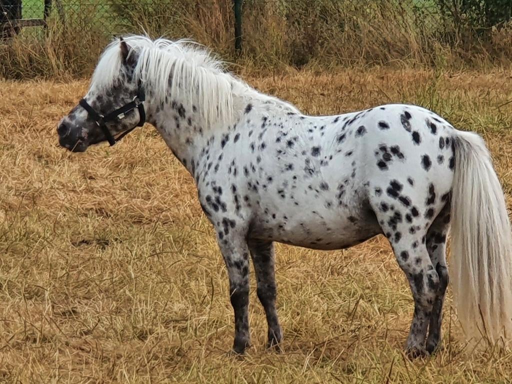 Appaloosa goedgekeurde hengst falabella 2011, Dieren en Toebehoren, Hengst