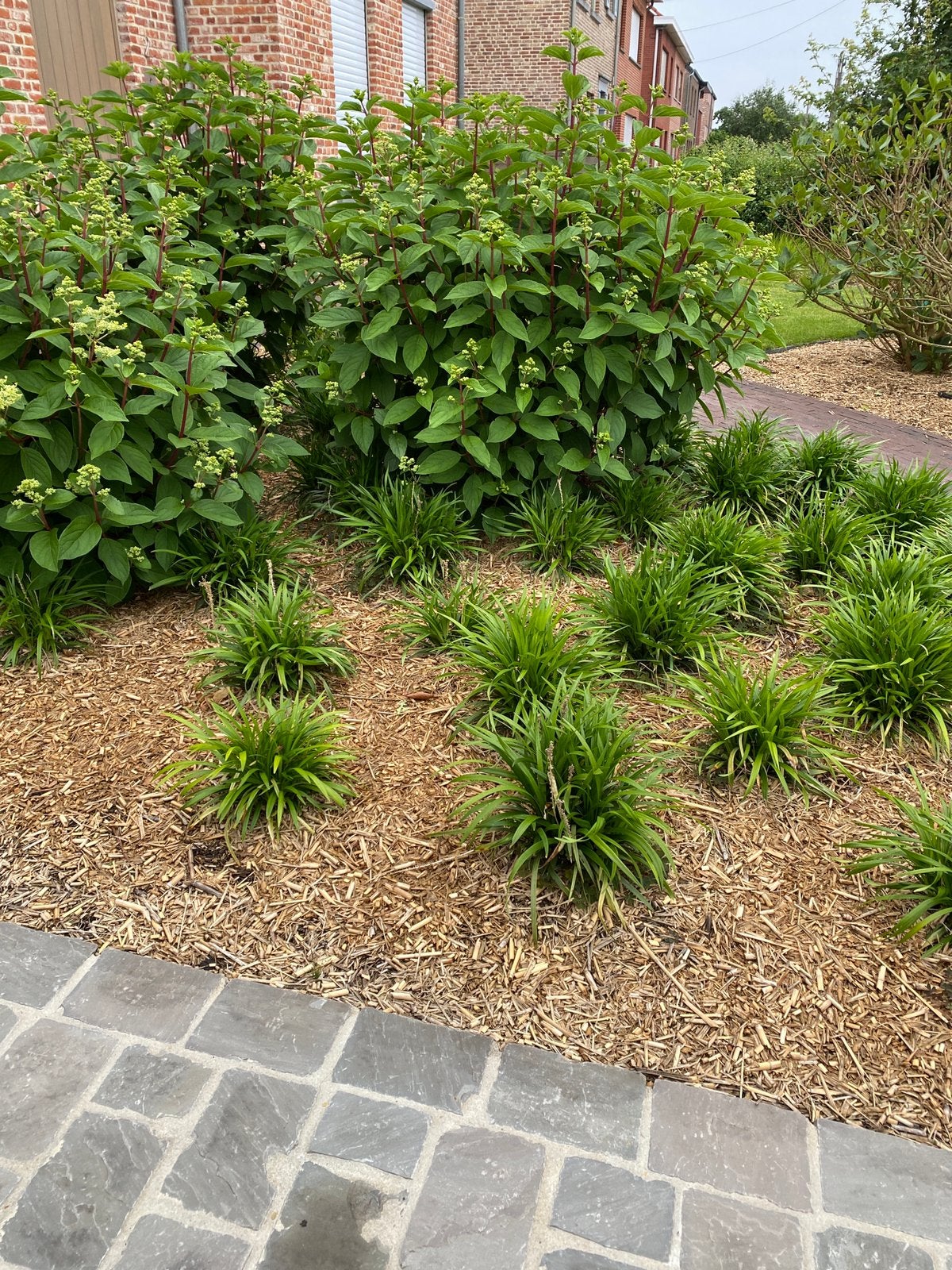 Miscanthus snippers/mulch/strooisel, Enlèvement