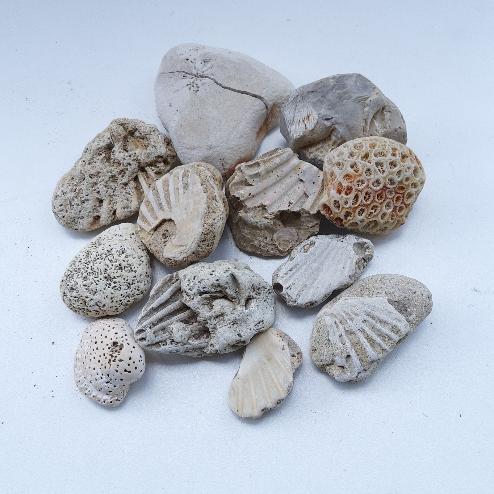 Verzameling maritieme fossiele stenen, Verzamelen, Mineralen en Fossielen, Ophalen of Verzenden, Fossiel