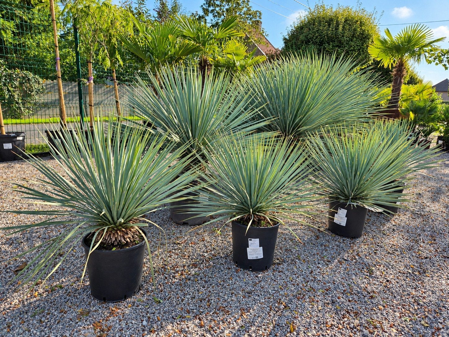 Yucca Rostrata - palmlelie, Tuin en Terras, Ophalen