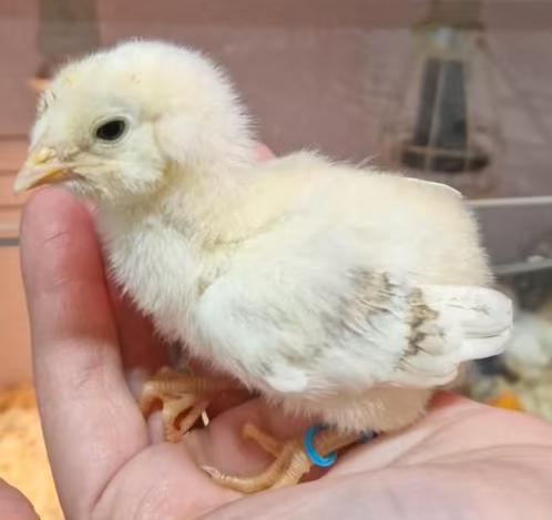 Araucana kriel bolstaart kuikens ( blauwe eieren)
