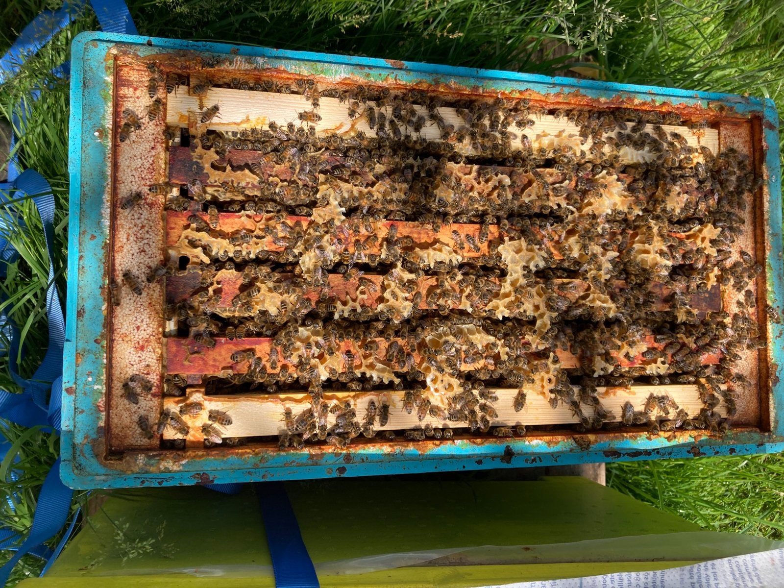Bijenvolk carnica, Dieren en Toebehoren, Bijen