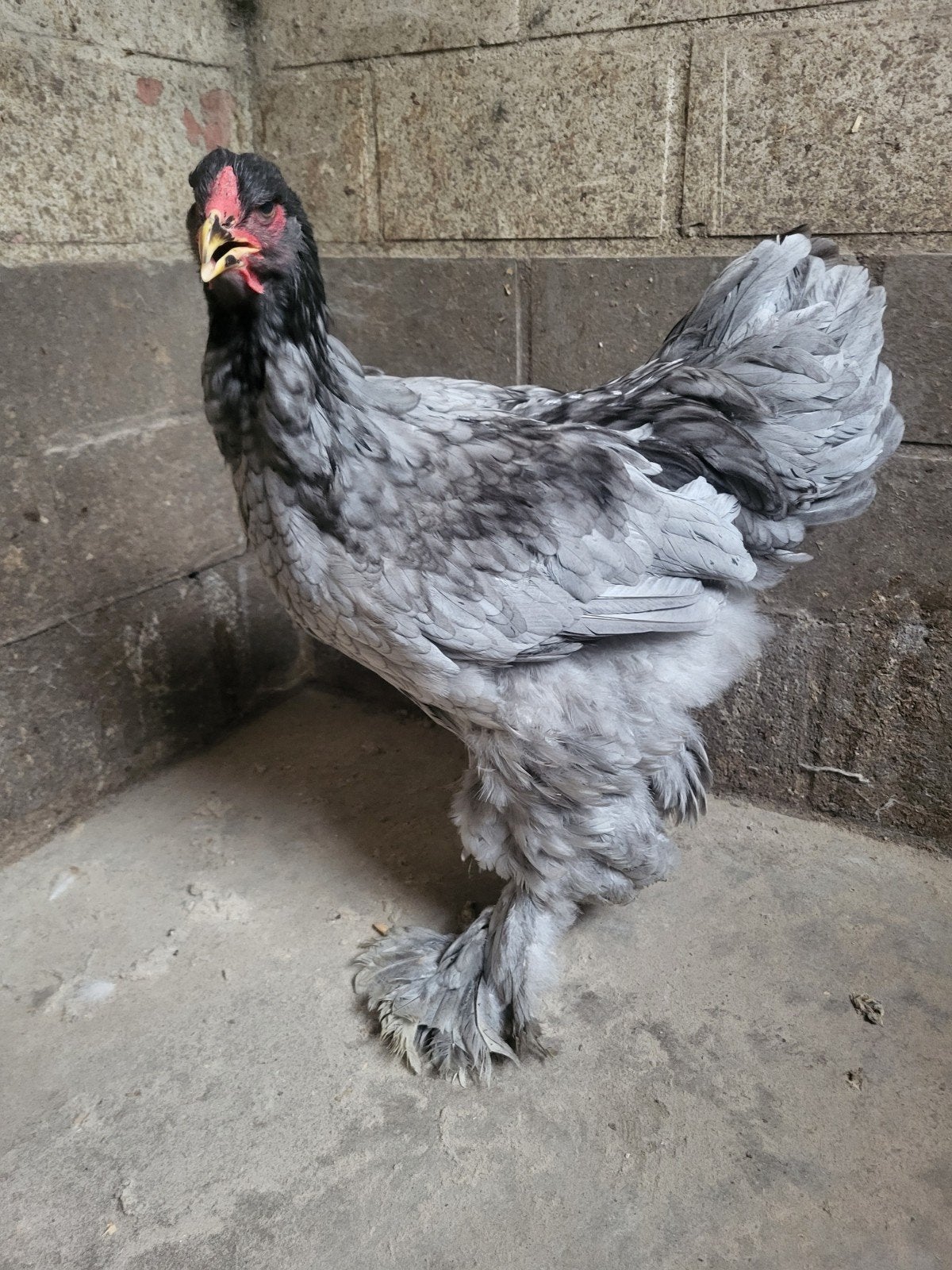 brahma blauw groothoen haan, Mannelijk, Kip