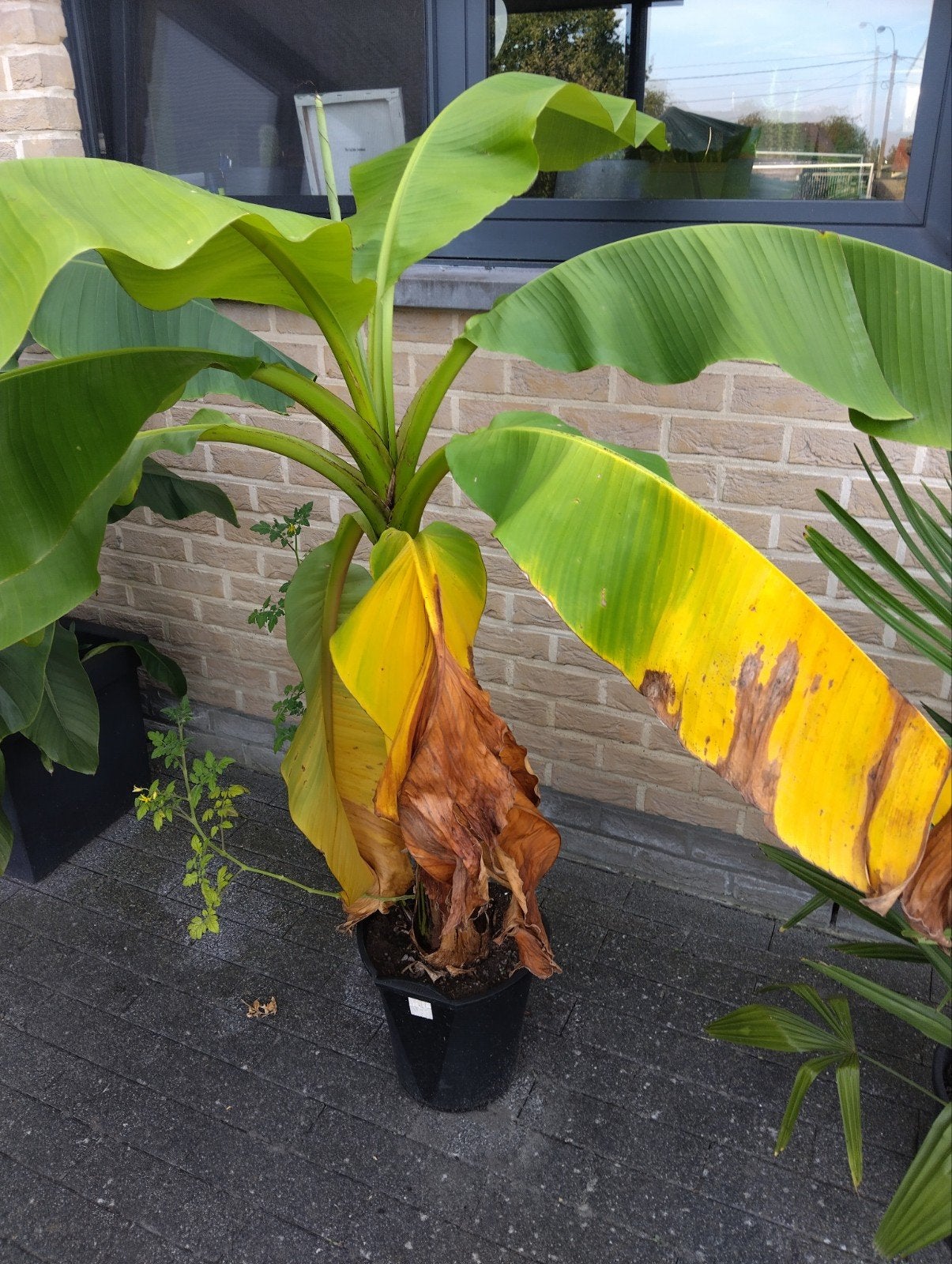 bananen planten, Tuin en Terras, Ophalen, Voorjaar
