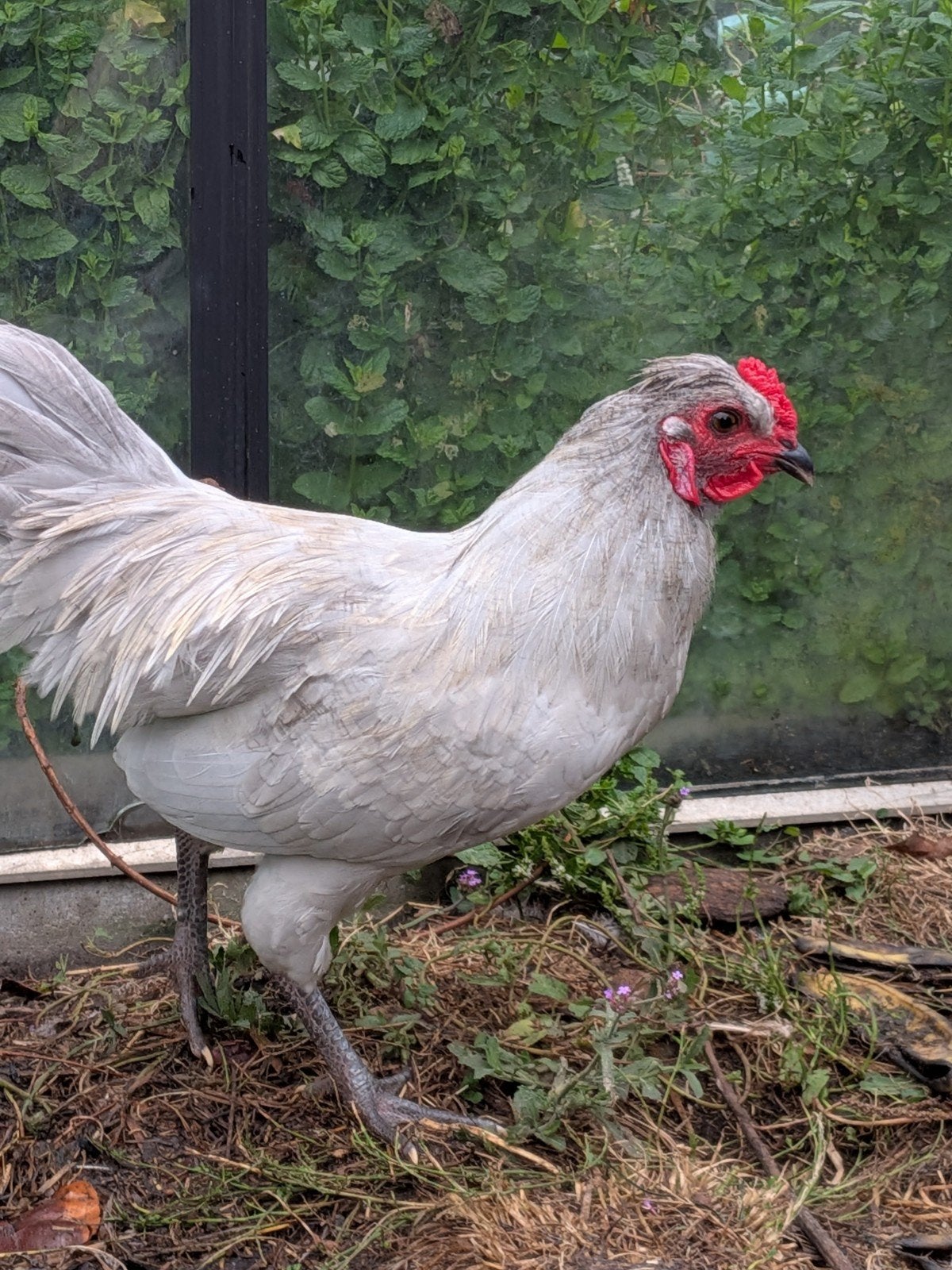 araucana lavendel, Dieren en Toebehoren, Pluimvee