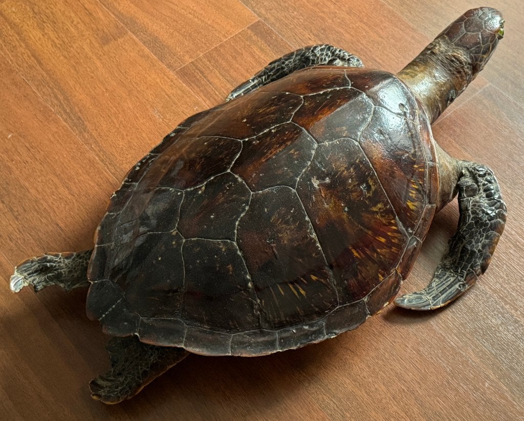 Replica van een gigantische levensgrote schildpad uit 1920, Ophalen