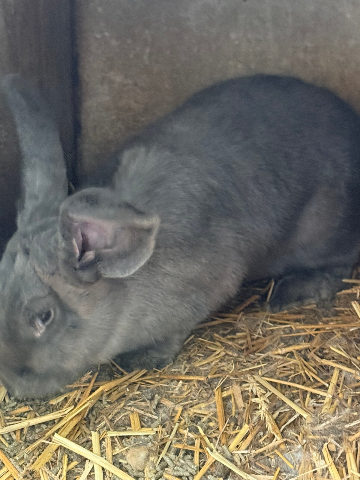 Vlaamse reuzen, Dieren en Toebehoren