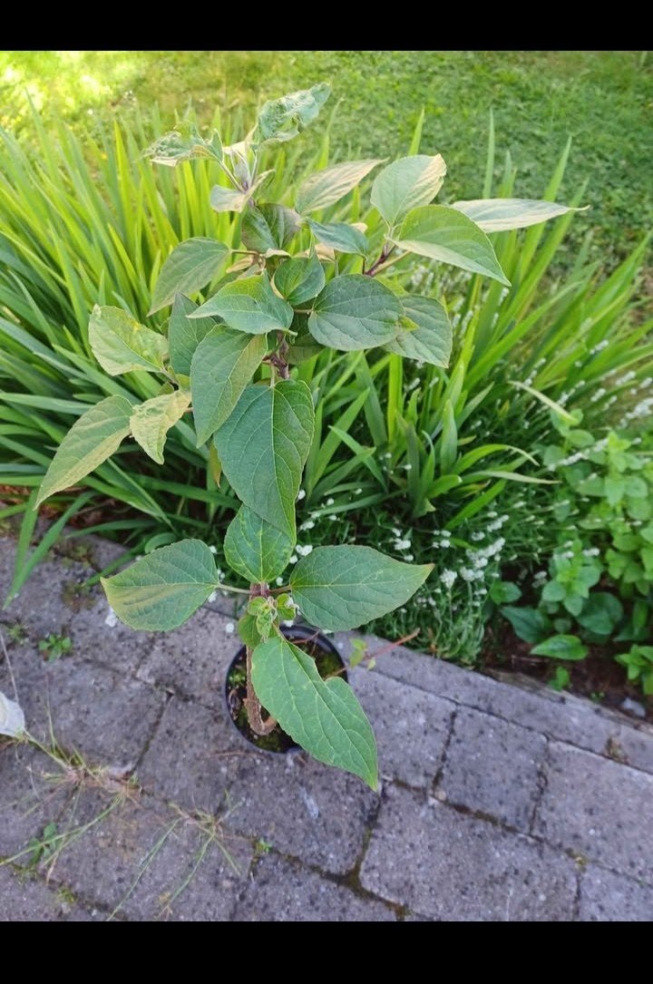 clerodendrum, Ophalen