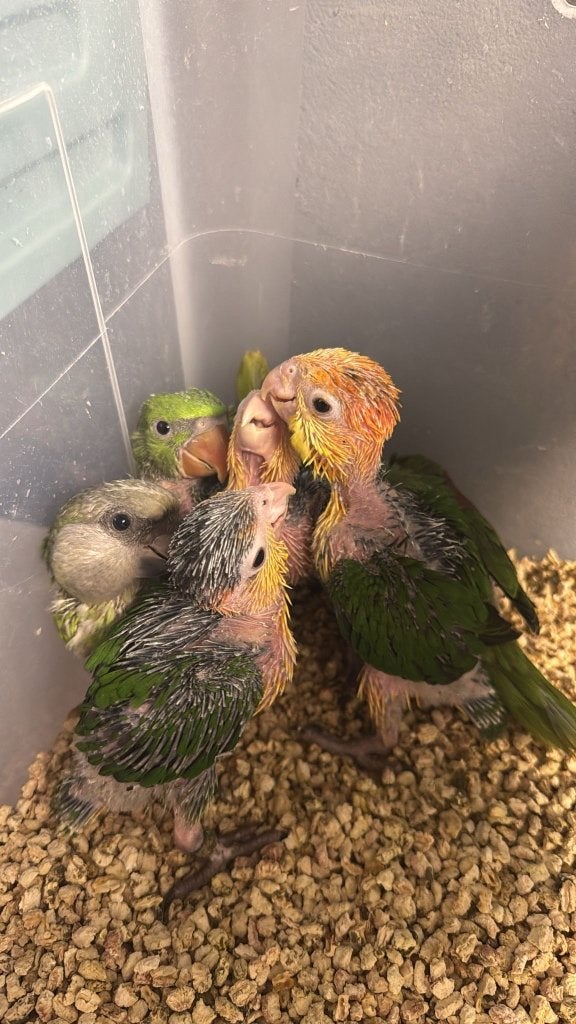 Te reserveren roeskop caiques en groendij cauques, Dieren en Toebehoren, Geslacht onbekend, Parkiet, Pratend