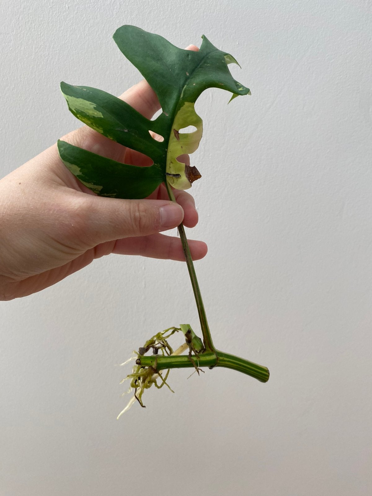 Monstera raphidophora variegata, Enlèvement ou Envoi