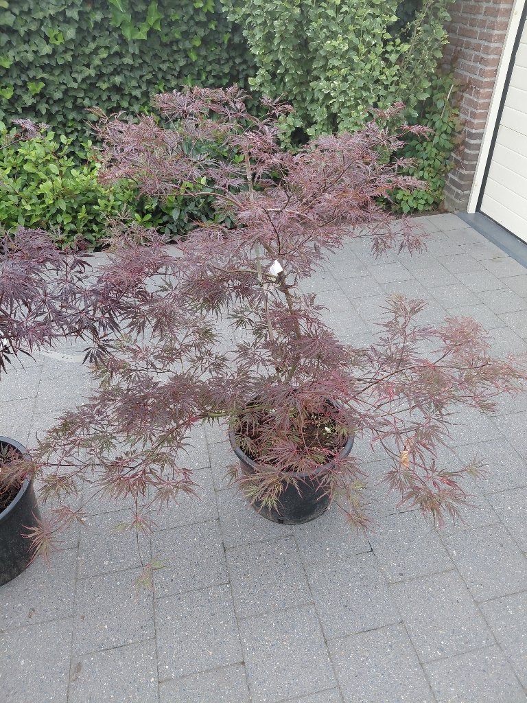 Acer Garnet, Ophalen, Halfschaduw