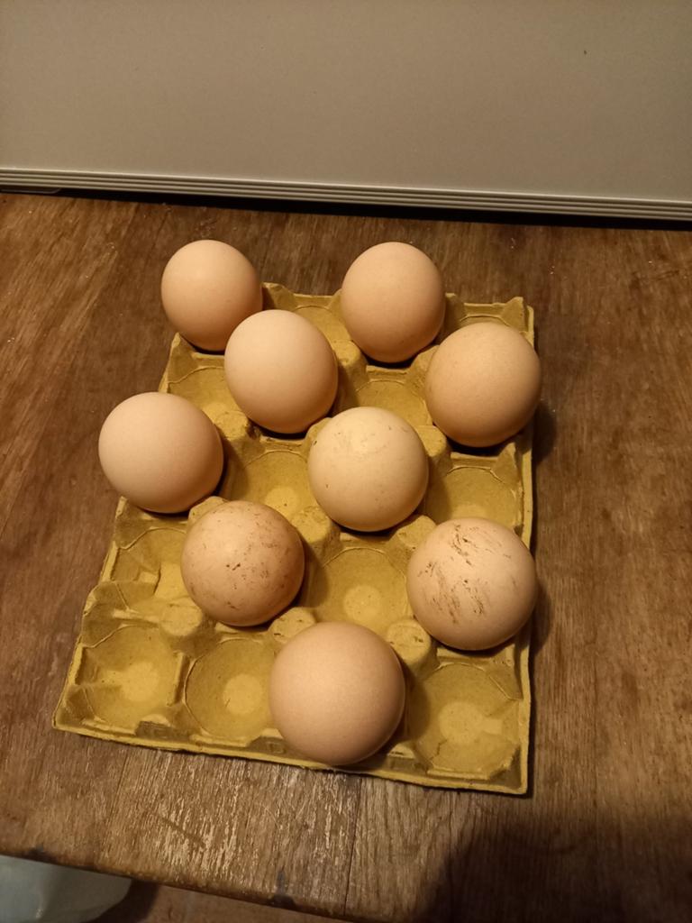 Broedeieren pauwen, Dieren en Toebehoren