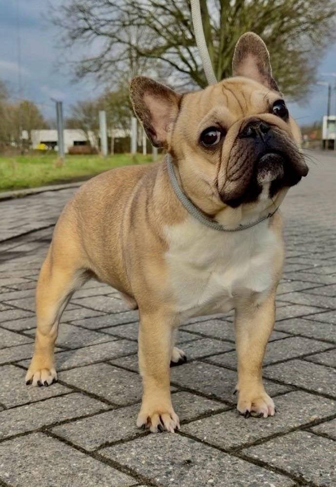 Franse Bulldog dekreu, 1 à 2 ans, Maladie de Carré (chiens), Chien (mâle), Belgique