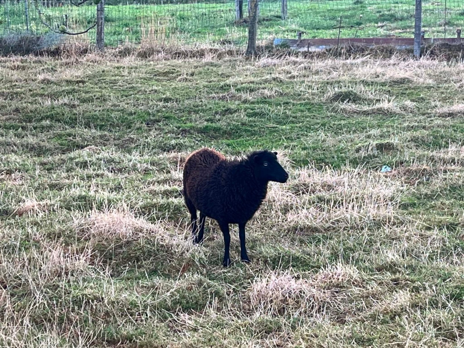 ouessant schapen