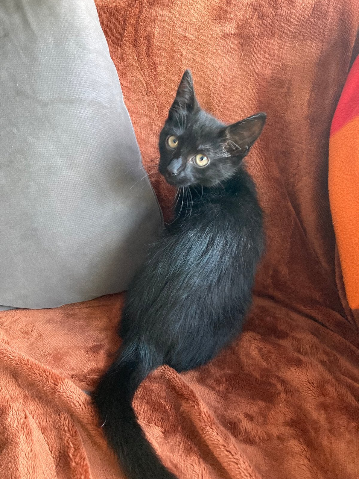 Kitten zoekt nieuwe thuis, Diversen, Overige Diversen, Ophalen