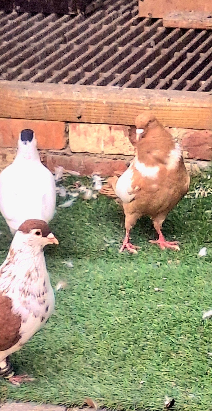 afghan pigeon, Animaux & Accessoires, Pigeon voyageur