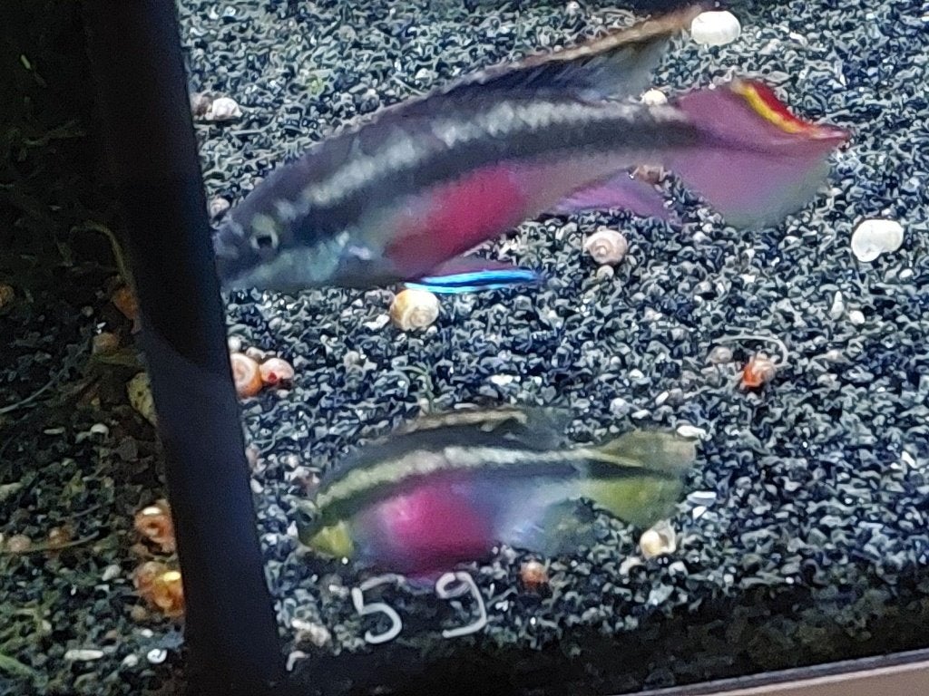 Jong Koppel Kersenbuikcichliden Pelvicachromis pulcher, Dieren en Toebehoren, Vis, Zoetwatervis