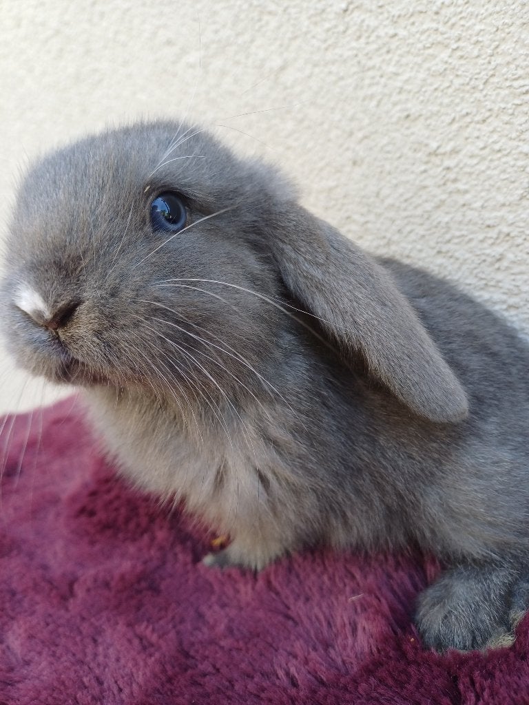 Knappe franse hangoor ram, Dieren en Toebehoren, Konijnen, Mannelijk, Groot, Hangoor, 0 tot 2 jaar