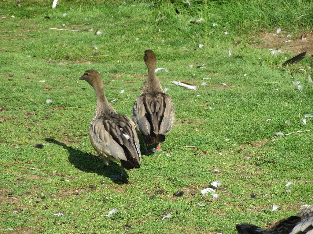 Manenganzen, bergeenden, Dieren en Toebehoren, Meerdere dieren, Tropenvogel, Tam