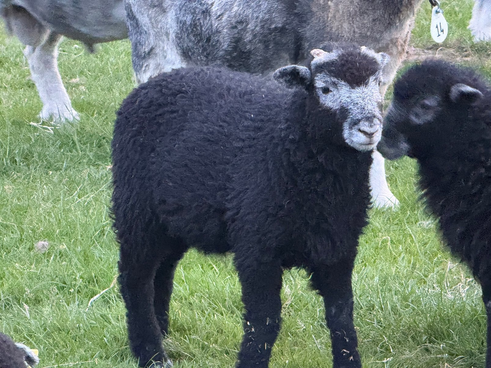 Herdwick raszuivere rammetjes, Mâle, Mouton, 0 à 2 ans