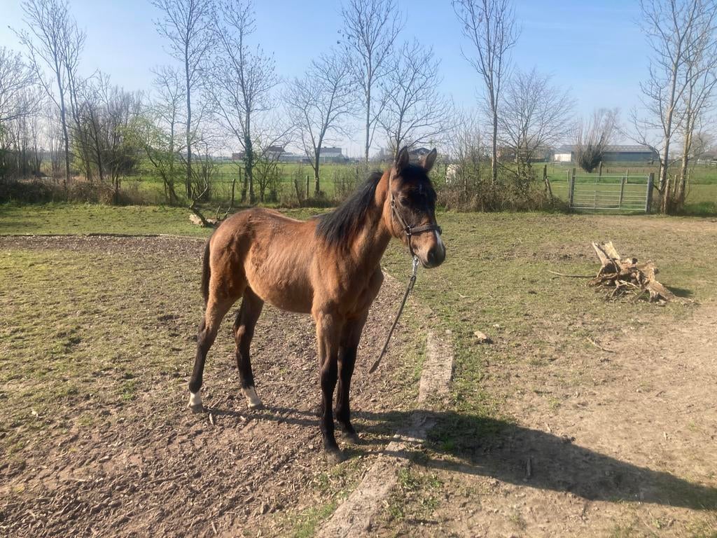 Hengst veulen, Hengst