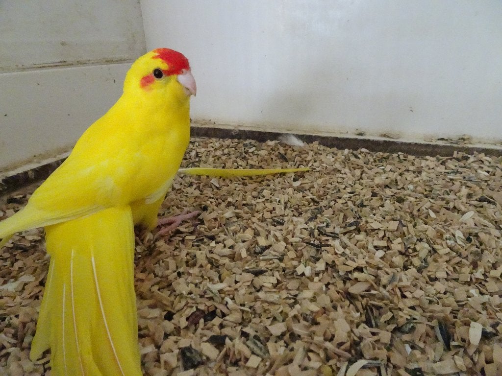 kakariki's, Animaux & Accessoires, Femelle, Perruche
