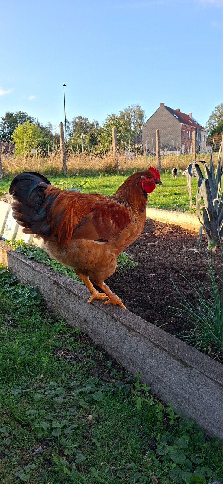 Superbe Coq, Animaux & Accessoires