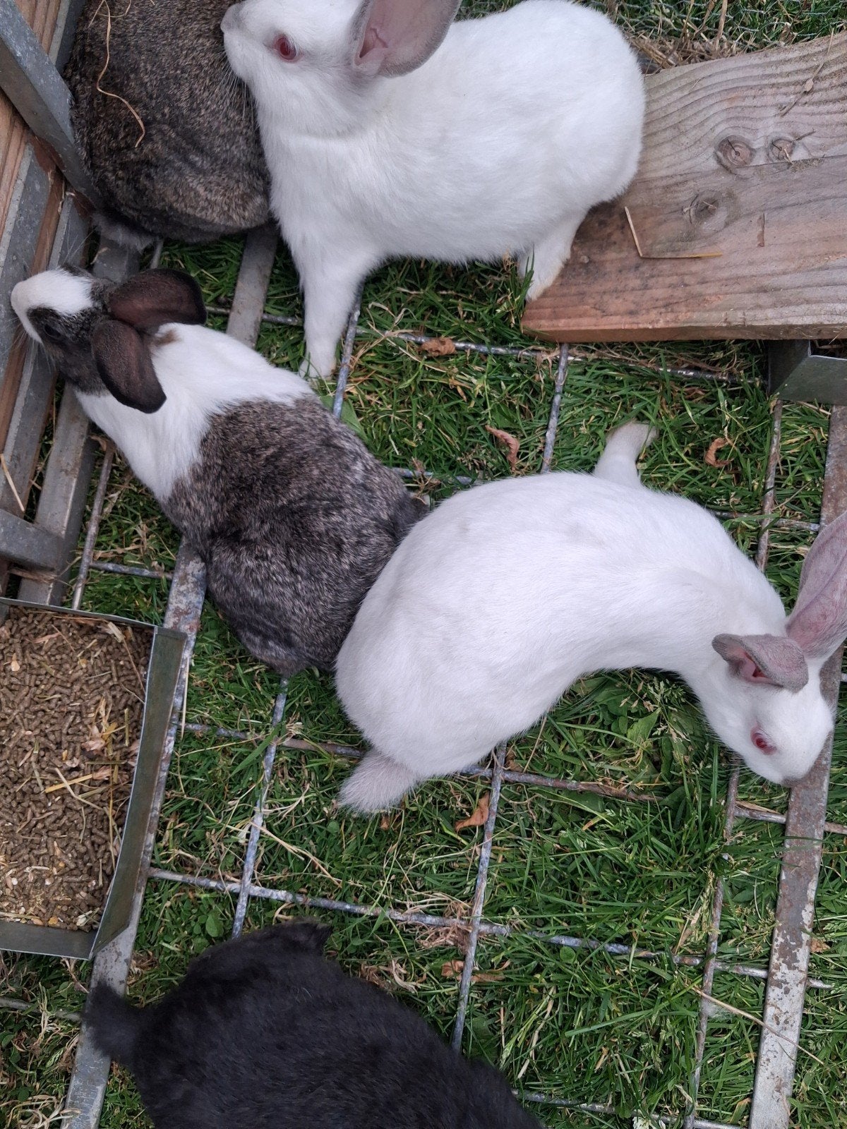 Jonge konijnen, Dieren en Toebehoren