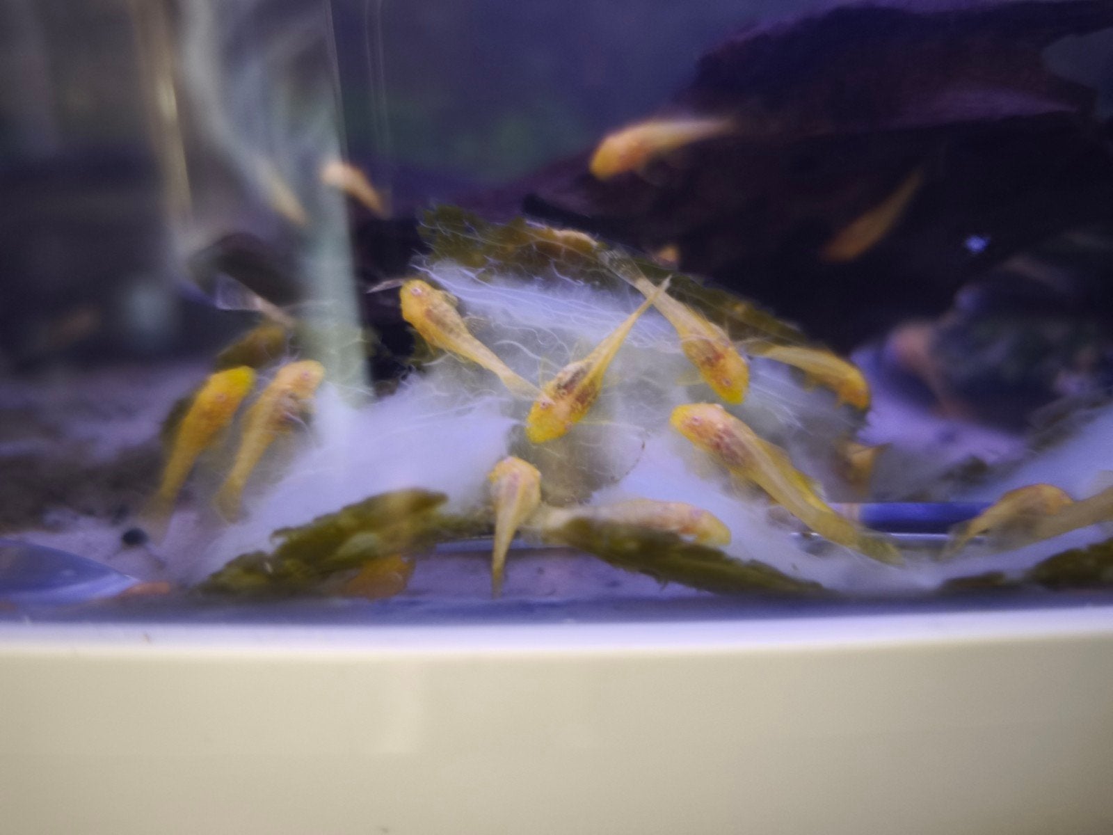 L144 golden ancistrus jongen, Poisson d'eau douce