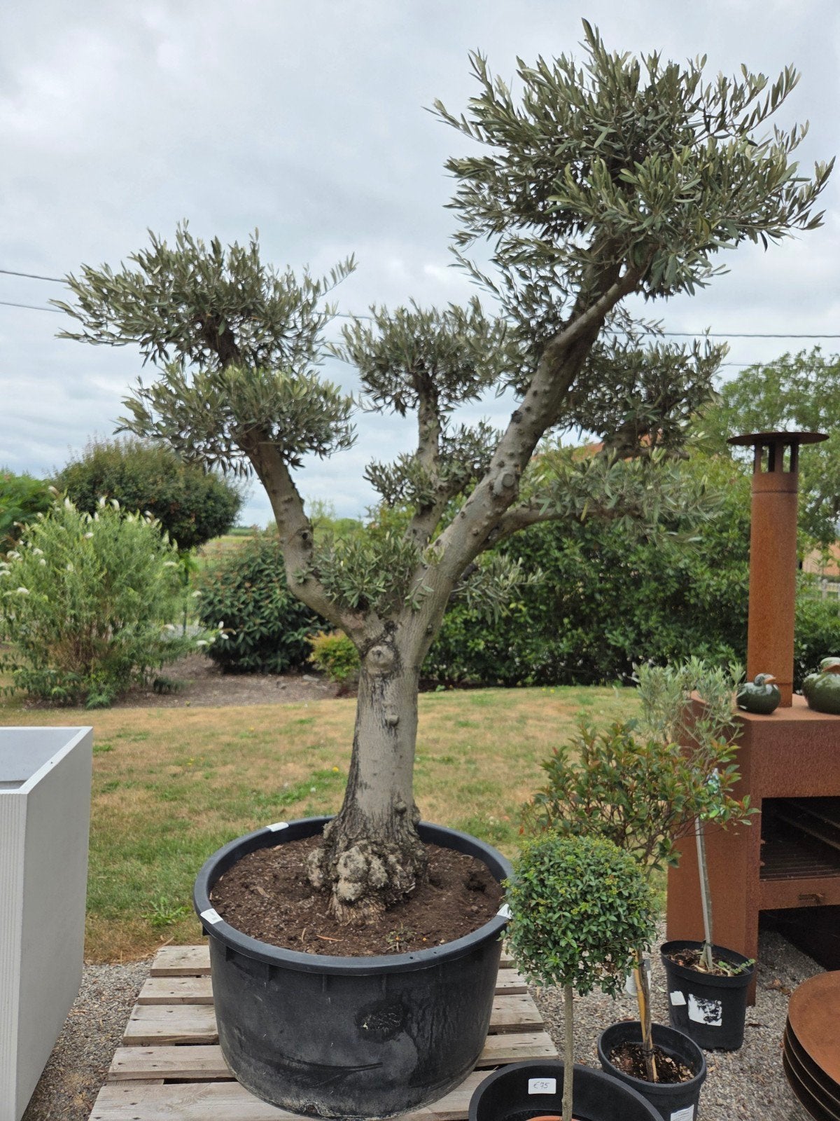 Olijfboom Olea Europaea ponpon, Tuin en Terras, Ophalen, Olijfboom