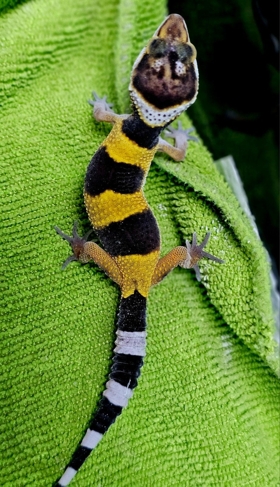luipaardgekko baby I2, Animaux & Accessoires, Reptiles & Amphibiens, Lézard, Domestique, 0 à 2 ans