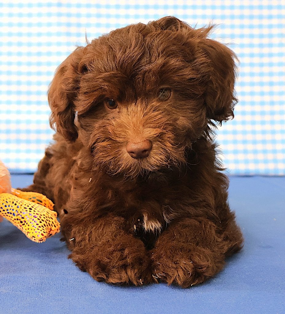 Supermooie Havanezer pups!, 15 semaines à 1 an, Chien (mâle), Autres races, Éleveur | Professionnel
