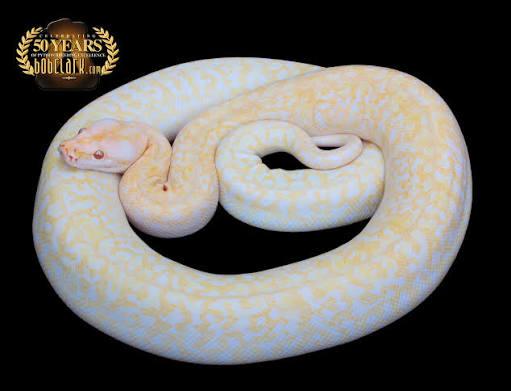 Gezocht: granite tijgerpython