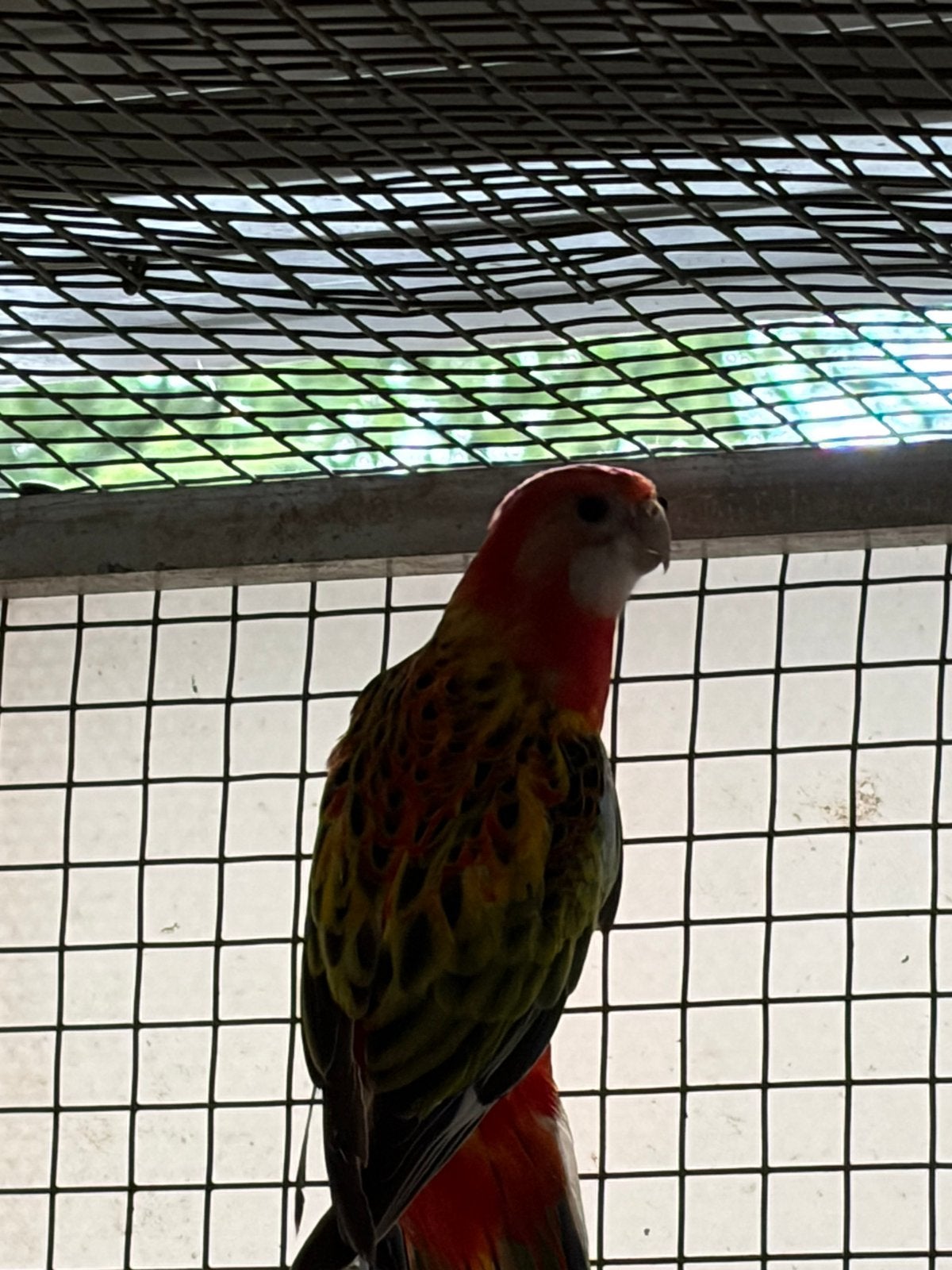 Rosella opaline split gold/blauw