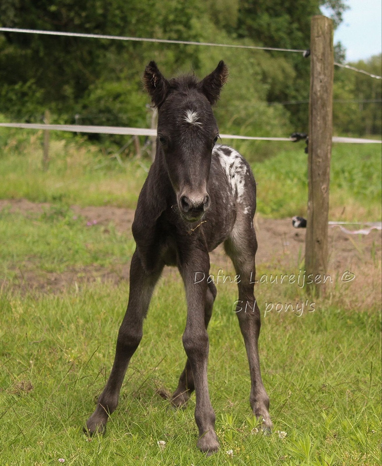 Shetland x Appaloosa hengst veulen 🌈, Dieren en Toebehoren, Hengst