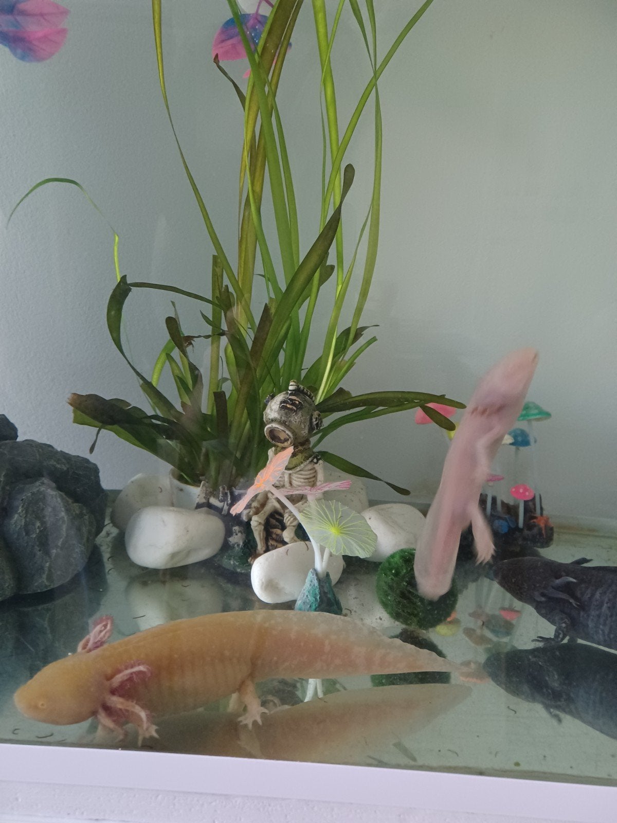 aquarium + kast +3 axolotls + toebehoren, Autres espèces, Avec terrarium, 0 à 2 ans