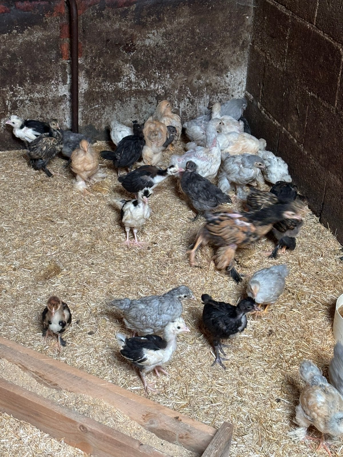 Poussins à vendre