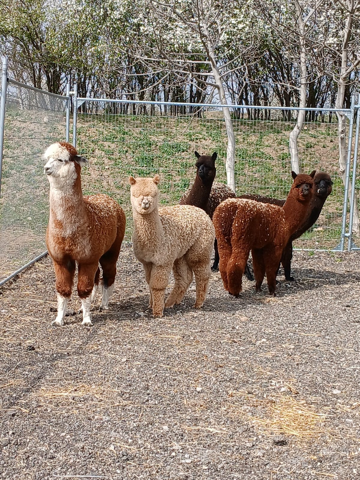 Gezocht : jonge alpacas, Dieren en Toebehoren, November, Geslacht onbekend