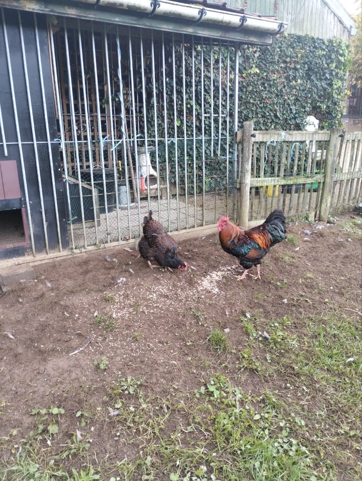 Barnevelder kippen  . Dubbel gezoomd , bruin, Femelle, Poule ou poulet