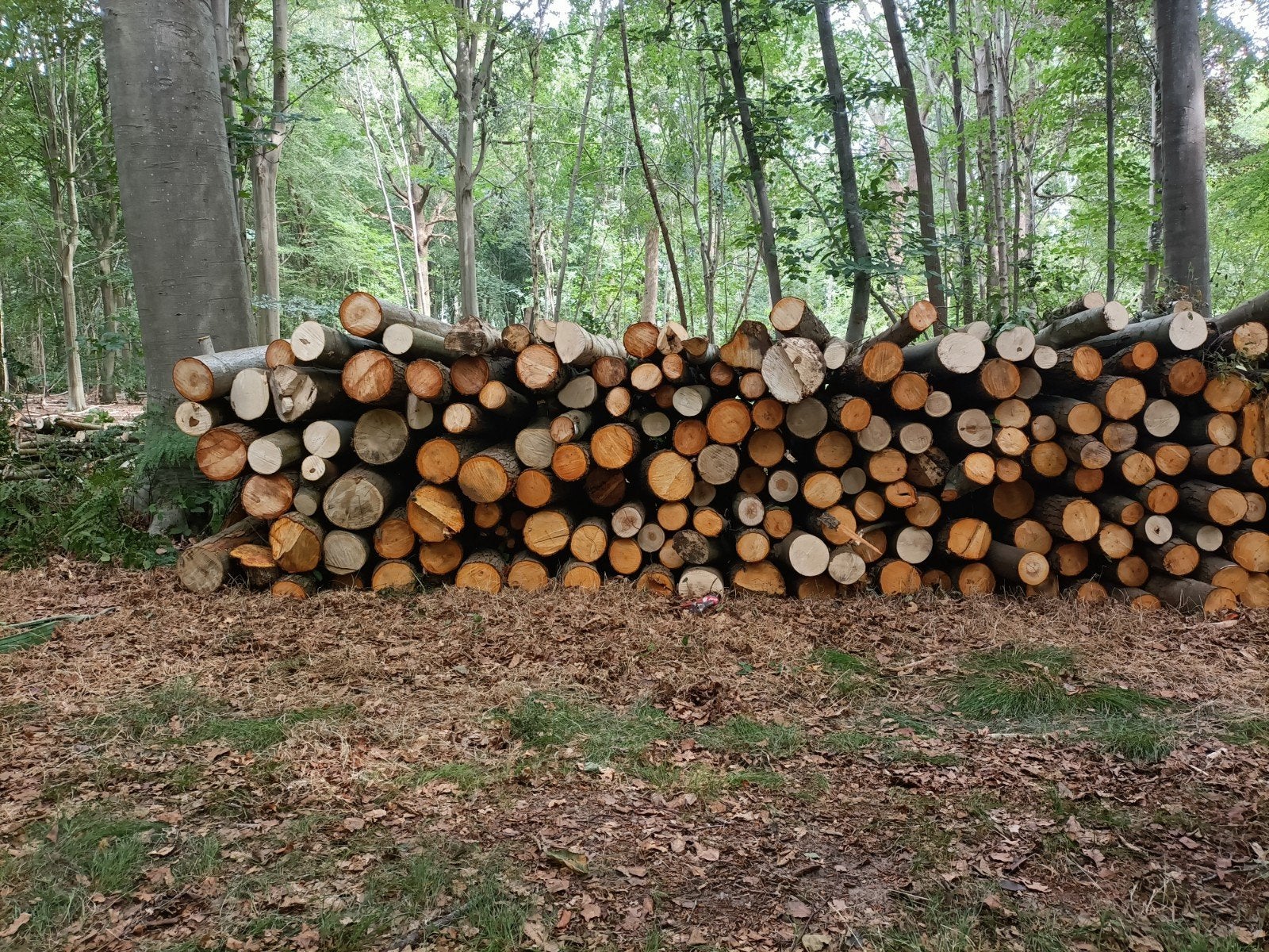 brandhout, 6 m³ ou plus, Enlèvement, Troncs d'arbres