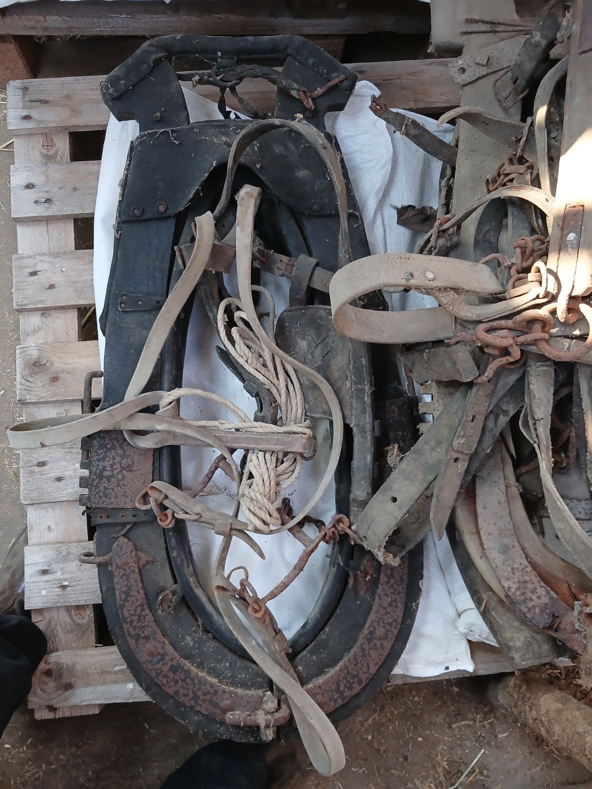 prêle, Animaux & Accessoires, Enlèvement