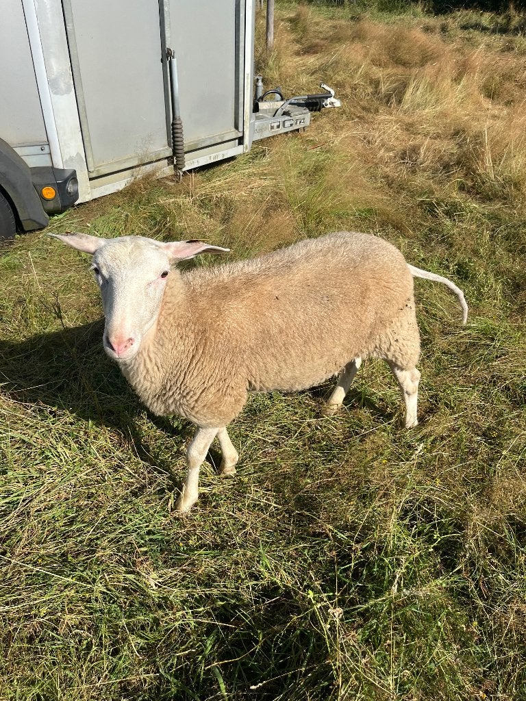 Melkschaap ramlam van februari, Mannelijk, Schaap, 0 tot 2 jaar