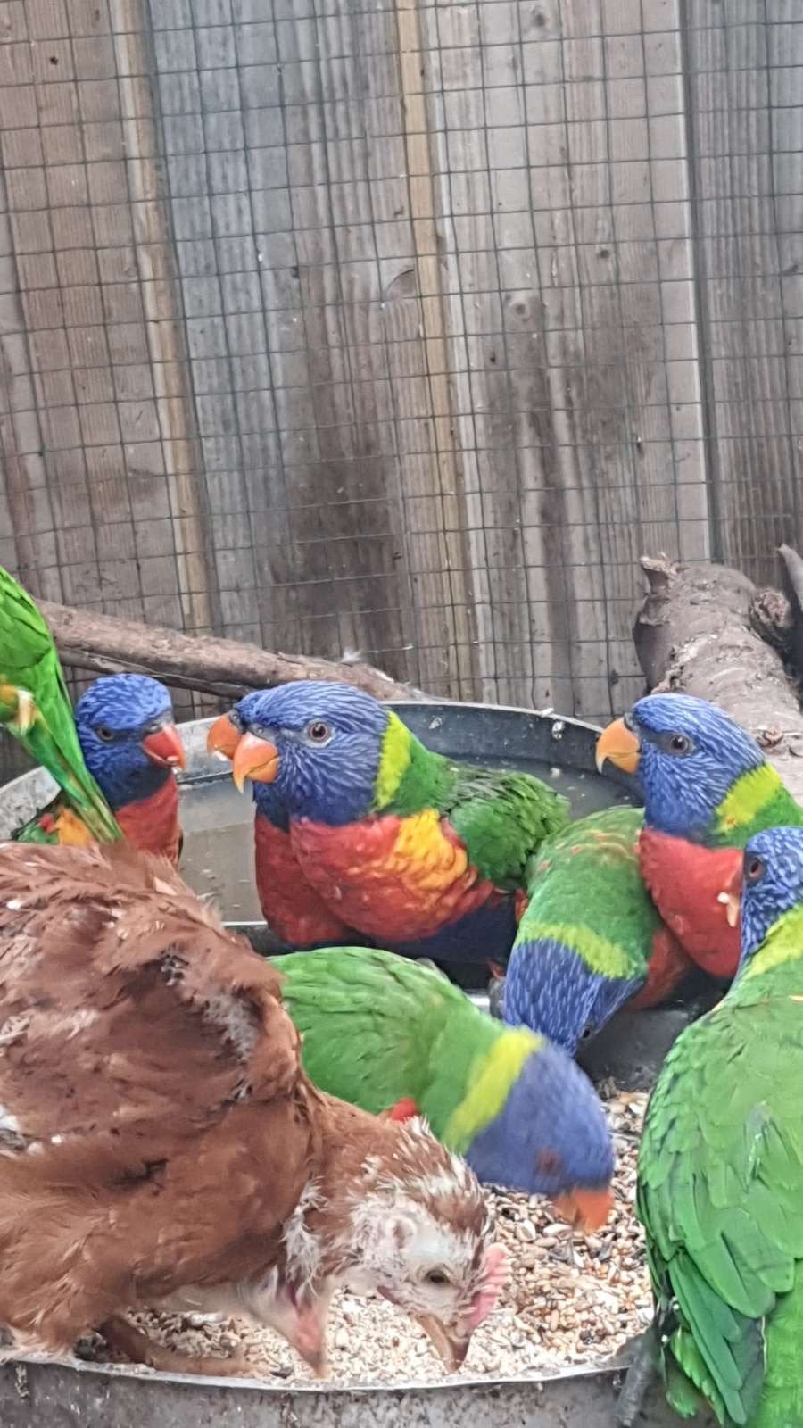 9 Lories van blauwe bergen te koop, Plusieurs animaux