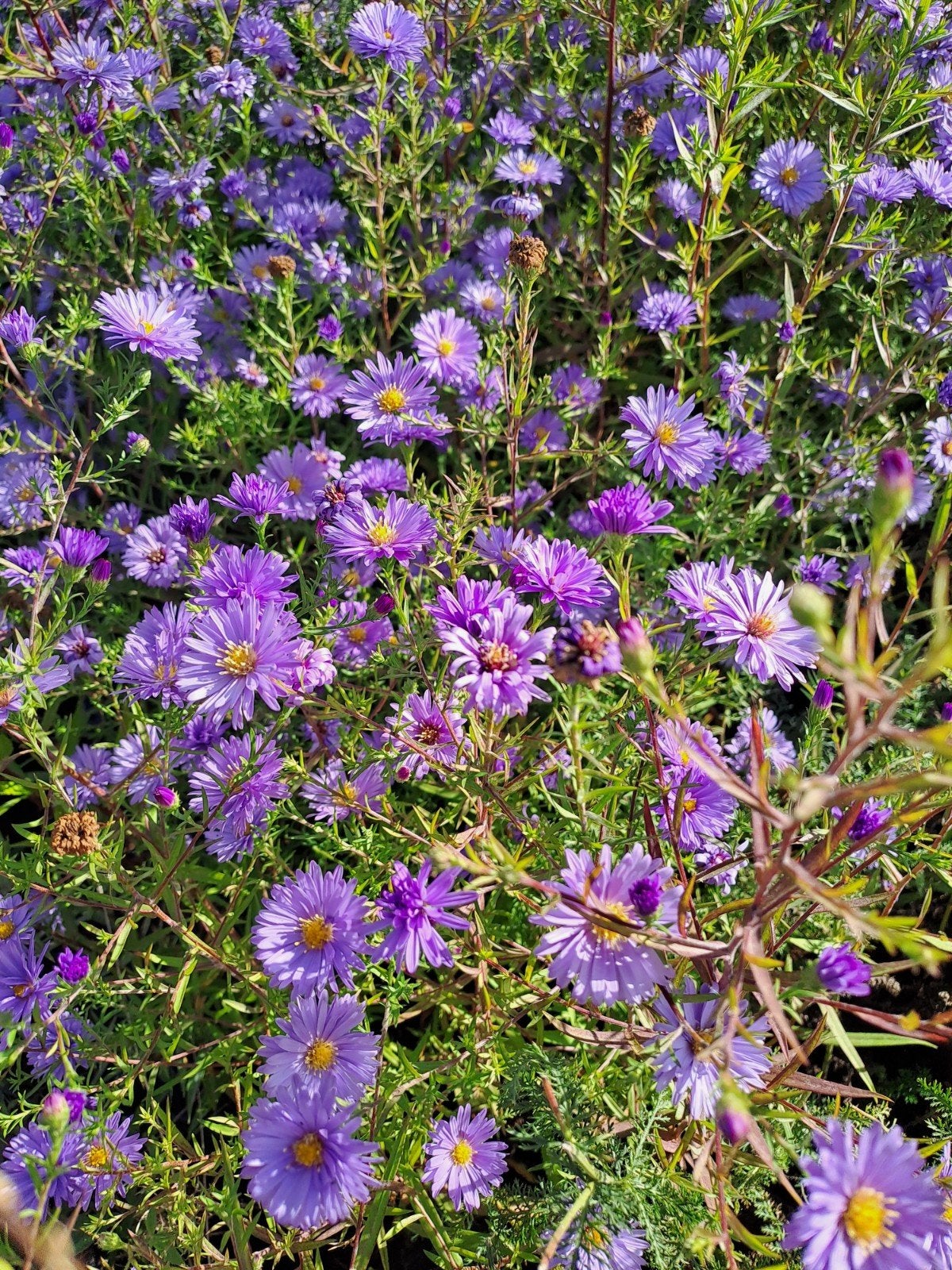 Aster Lady in Blue, Ophalen