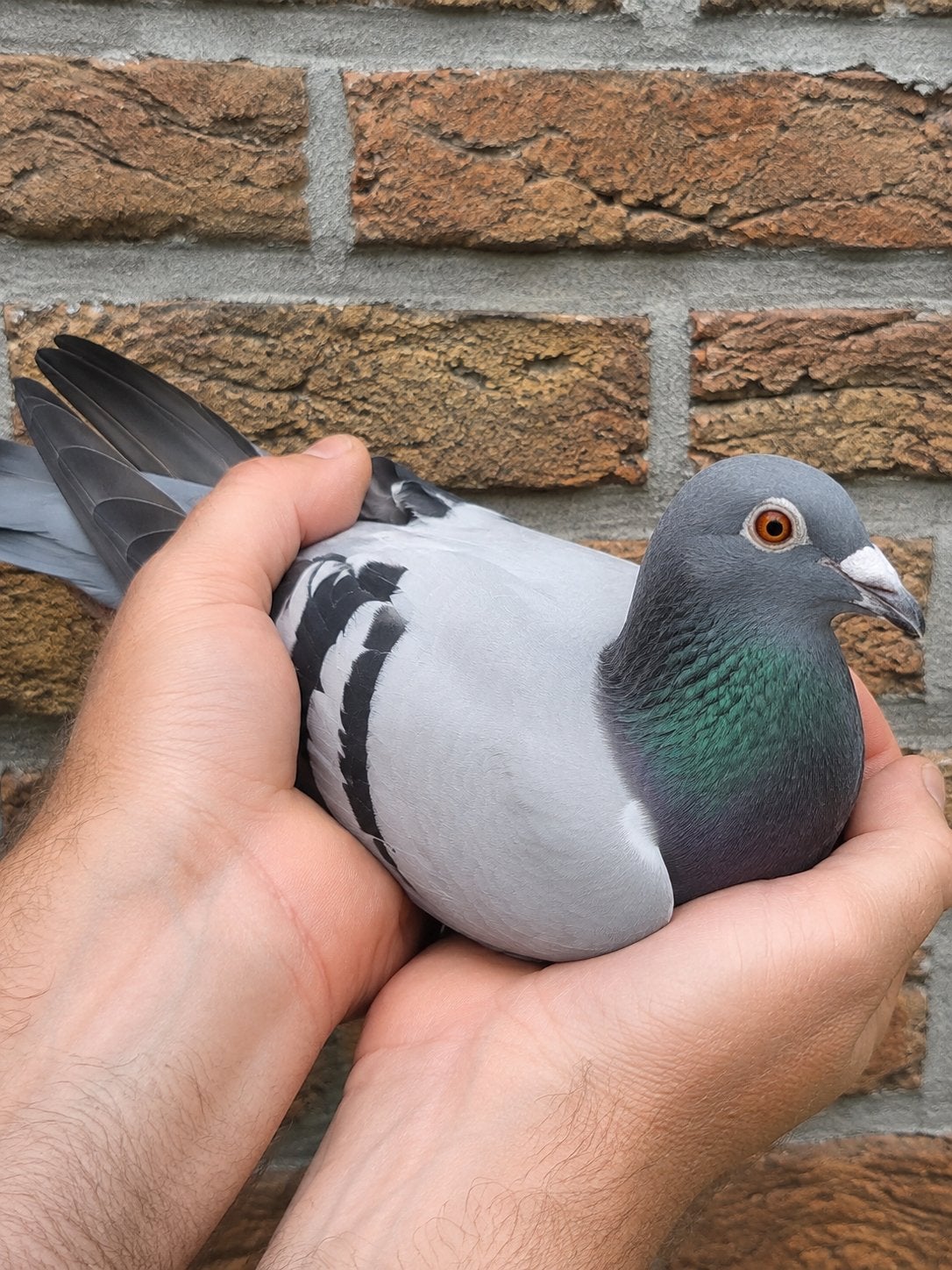 Cor de Heijde, le coq « Le talent » 2020, Mâle, Pigeon voyageur