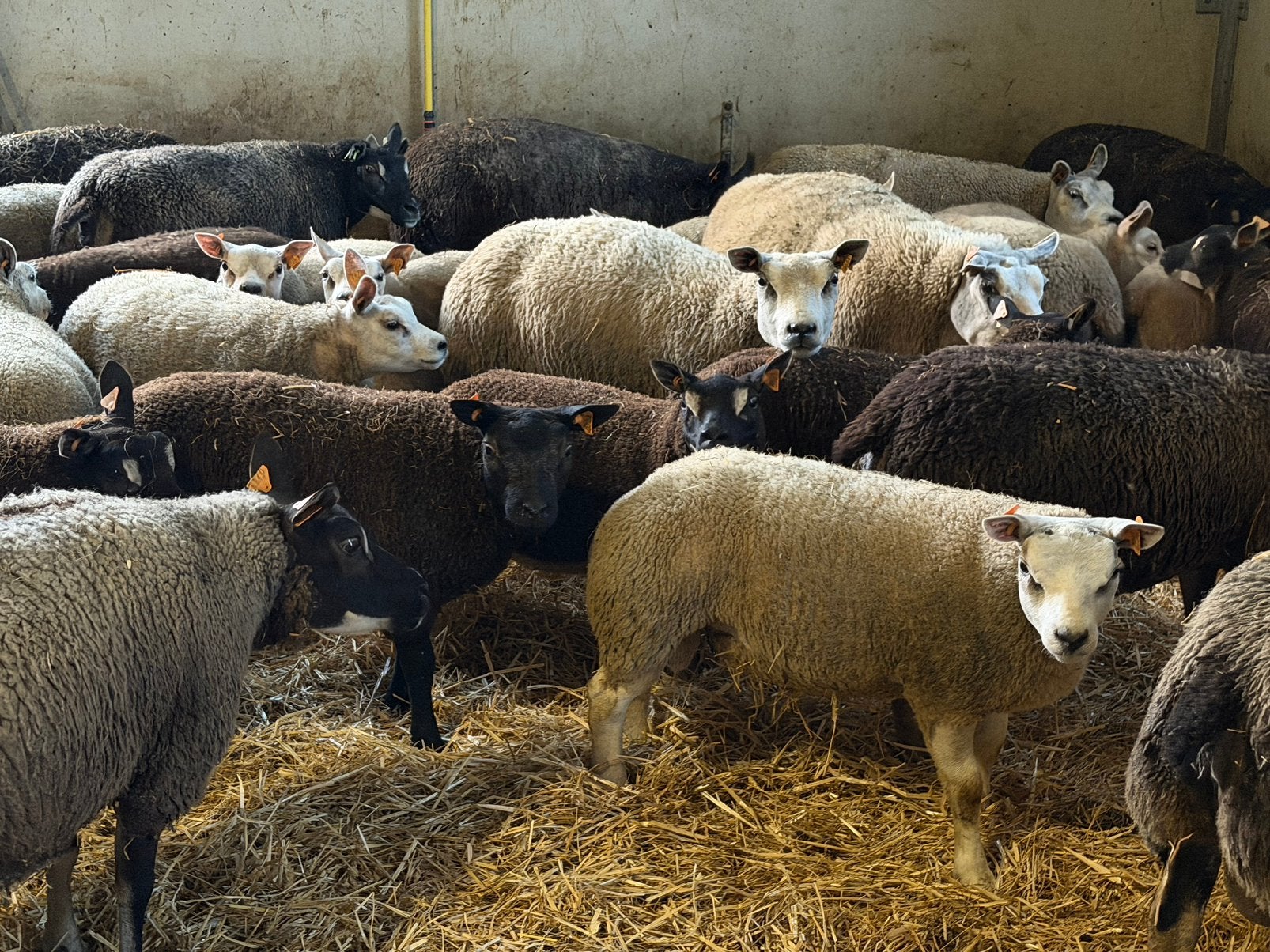 Texel dekrammen, Dieren en Toebehoren, Schapen, Geiten en Varkens