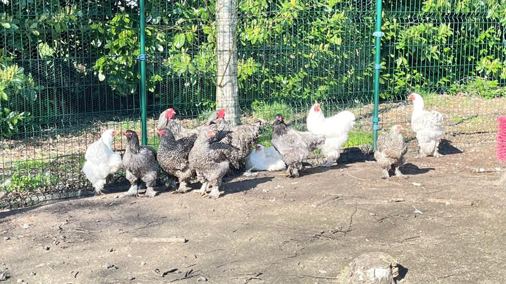 2 Blauwe Brahma hennen, Dieren en Toebehoren, Pluimvee